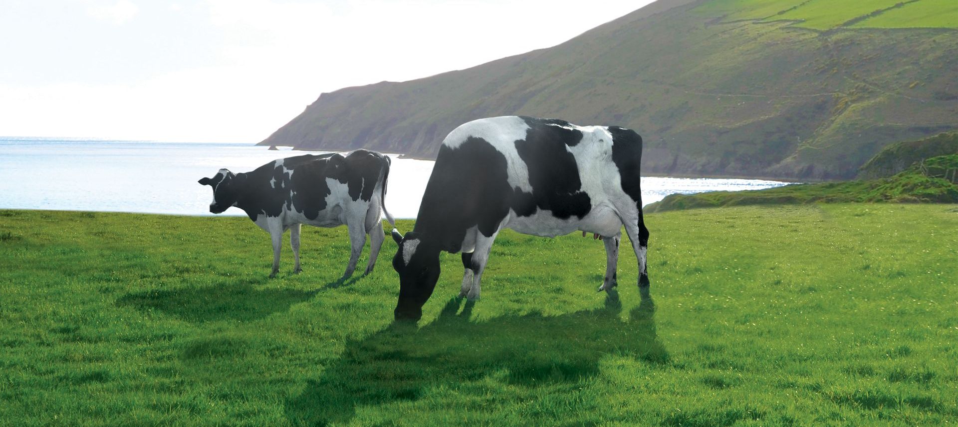 Zwei schwarz-weiße Kühe grasen auf einer grünen Wiese in Küstennähe und produzieren hochwertige Weidemilch, mit Hügeln und dem Meer im Hintergrund unter einem strahlenden Himmel.