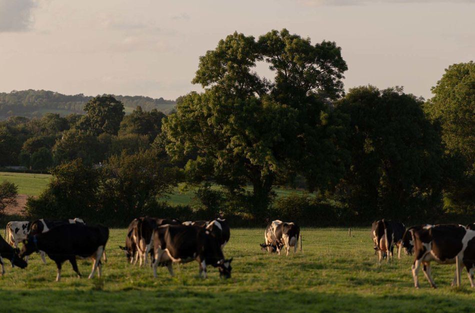 Eine Herde schwarz-weißer Kühe grast auf einer Wiese, im Hintergrund sind große Bäume und sanfte Hügel unter einem teilweise bewölkten Himmel zu sehen.