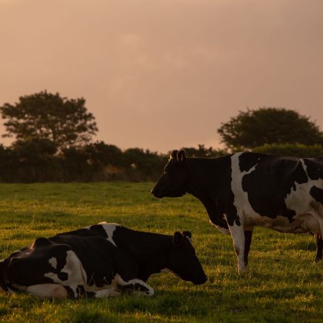 Zwei schwarz-weiße Kühe ruhen bei Sonnenuntergang auf einer Wiese. Die eine liegt, die andere steht daneben. Bäume und Sträucher rahmen die Szene unter einem bewölkten Himmel ein und spiegeln das Qualitätsversprechen der Natur wider.