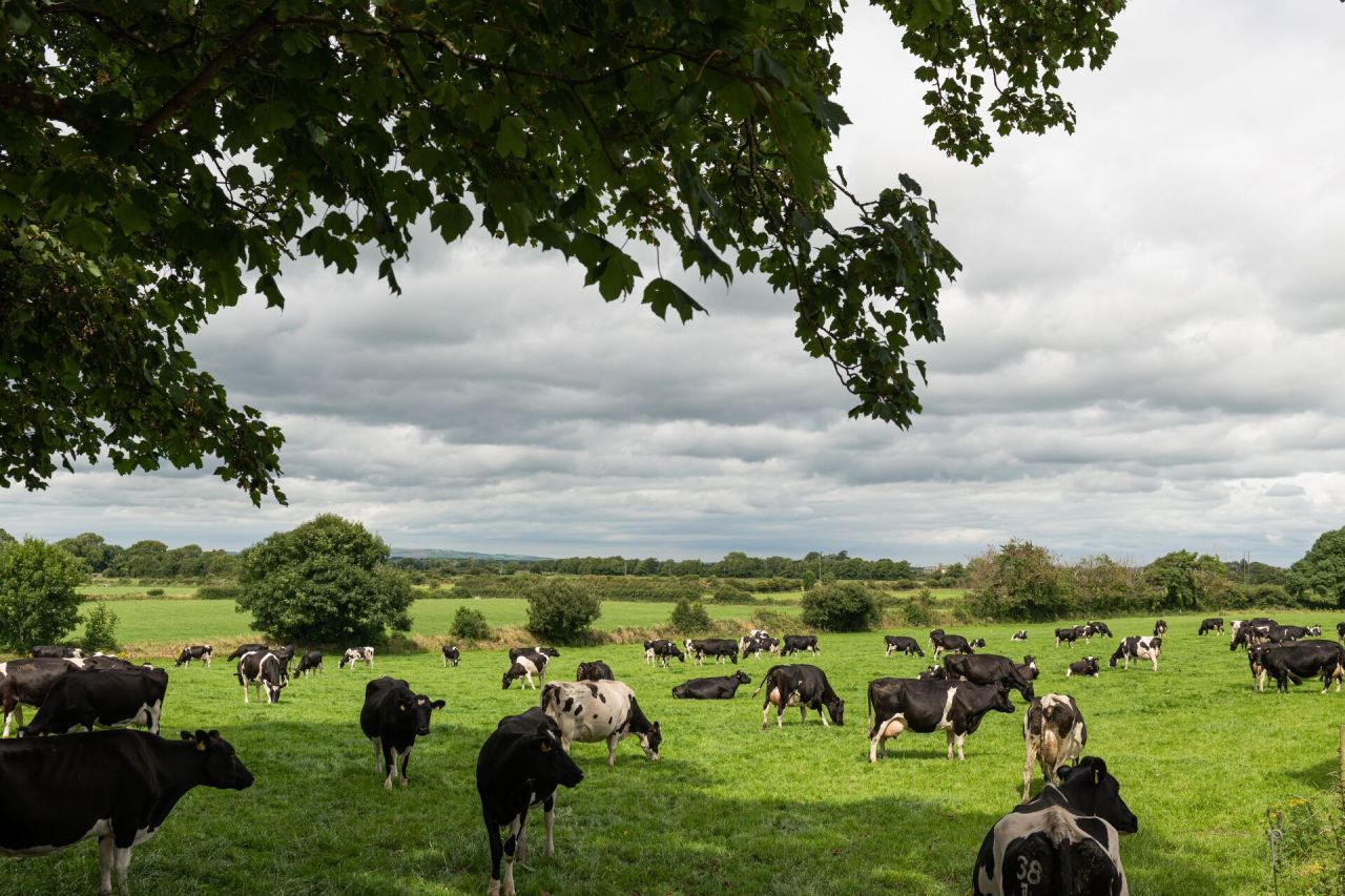 Eine Herde schwarz-weißer Kühe weidet auf einer grünen, grasbewachsenen Wiese unter einem wolkenverhangenen Himmel, mit Bäumen und Sträuchern im Hintergrund und großen belaubten Ästen, die den oberen Teil des Bildes einrahmen.