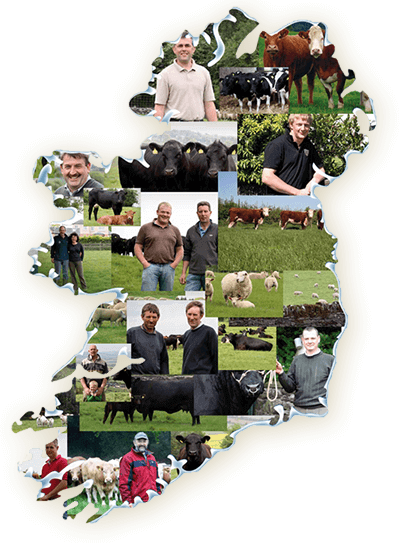 Eine Collage von Landwirten, Vieh und grünen Feldern in der Form Irlands, mit Kühen, Schafen und Menschen, die mit Tieren lächeln.