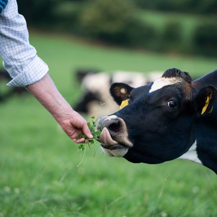 Eine Person in einer blauen Weste und einem karierten Hemd füttert eine schwarz-weiße Kuh auf einer grünen Wiese mit Gras. Die Kuh leckt sich die Lippen, während im unscharfen Hintergrund weitere Kühe grasen.