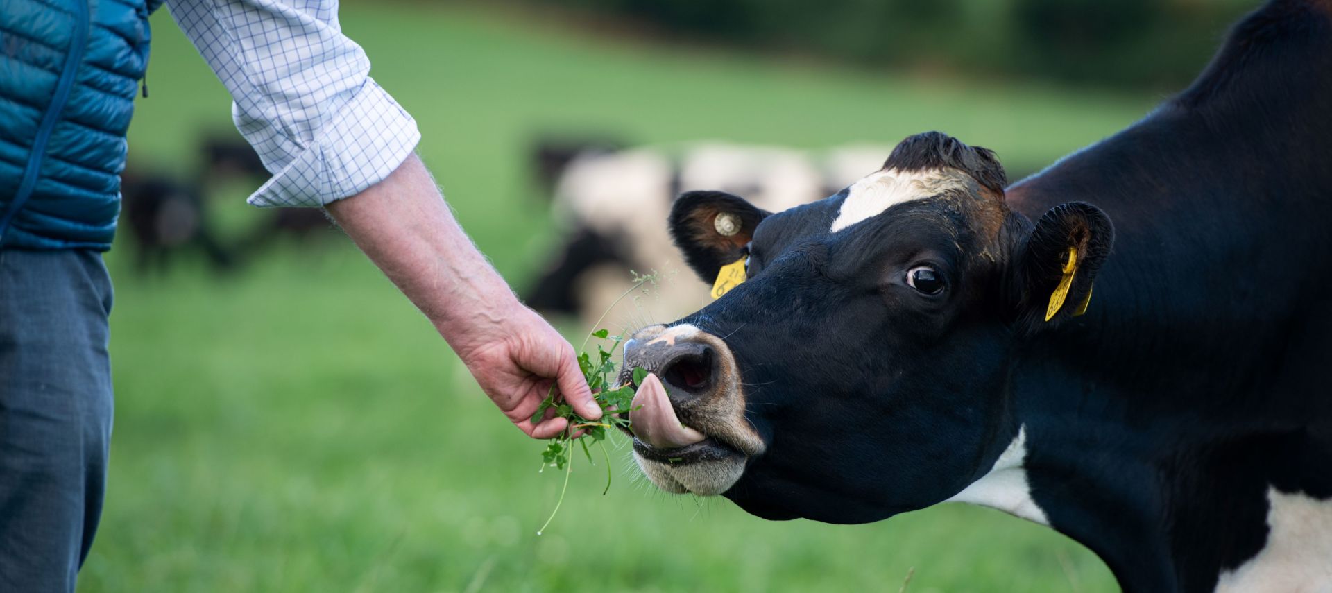 Eine Person in einer blauen Weste und einem karierten Hemd füttert eine schwarz-weiße Kuh auf einer grünen Wiese mit Gras. Die Kuh leckt sich die Lippen, während im unscharfen Hintergrund weitere Kühe grasen.
