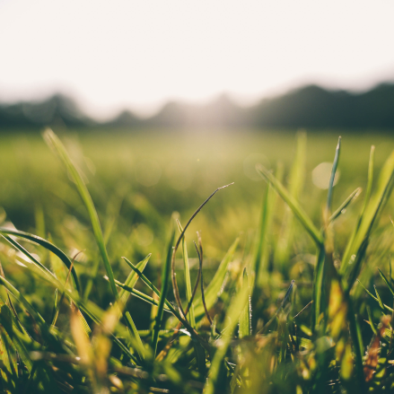 Nahaufnahme von grünen Grashalmen in einem sonnenbeschienenen Feld, die das Wesen der Nachhaltigkeit einfängt, da das Sonnenlicht einen warmen, leuchtenden Effekt vor einem verschwommenen Hintergrund aus Bäumen und Himmel erzeugt.