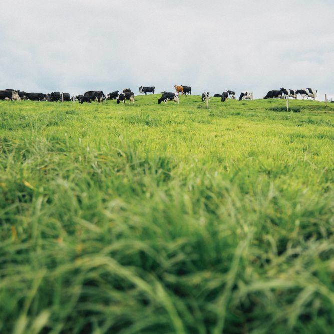 Kühe grasen auf einer saftigen, grünen Wiese unter einem wolkenverhangenen Himmel bei Farmen. Das hohe Gras im Vordergrund ist scharf zu erkennen, während die Kühe im Hintergrund friedlich grasen.