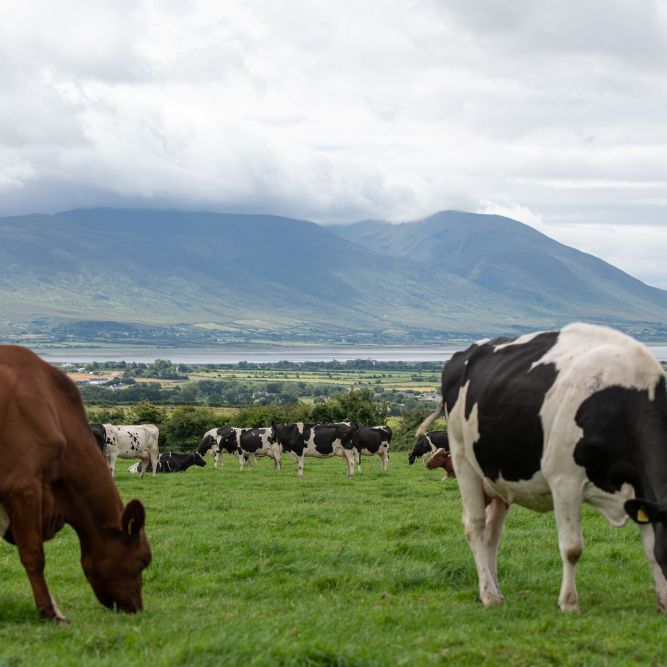 Kühe grasen auf grünem Gras auf einem Feld, Teil von Unsere Farmen, mit weiteren Kühen im Hintergrund. Dahinter sind sanfte Hügel, ein Fluss oder See und ein bewölkter Himmel zu sehen.