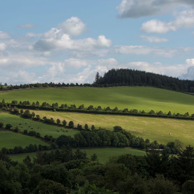 Sanft geschwungene grüne Hügel mit einigen Sonnenflecken, gesäumt von Bäumen und Hecken unter einem teilweise bewölkten Himmel - diese ruhige Landschaft spiegelt die Schönheit von Unsere Farmen wider, mit einem bewaldeten Hügel im Hintergrund.