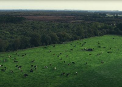 Luftaufnahme eines üppigen grünen Feldes mit vielen schwarz-weißen Kühen auf der Weide.