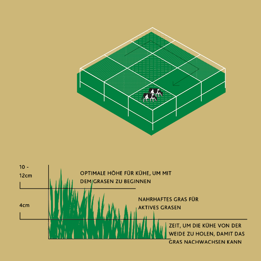 Ein Diagramm zeigt die Rotationsweide: eine in Abschnitte unterteilte Weide, wobei die Kühe in einem Bereich weiden. Darunter zeigt eine Grashöhentabelle, dass die optimale Beweidung bei 10-12 cm beginnt und die Kühe bei 4 cm bewegt werden, um ein Nachwachsen zu ermöglichen. Der Text ist auf Deutsch.