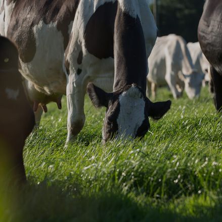 Eine Gruppe schwarzer und weißer Kühe grasen auf saftig grünem Gras auf einer sonnenbeschienenen Weide, wobei einige Kühe der Kamera zugewandt sind und andere sich im Hintergrund befinden.