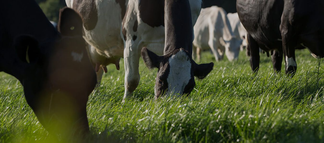 Eine Gruppe schwarzer und weißer Kühe grasen auf saftig grünem Gras auf einer sonnenbeschienenen Weide, wobei einige Kühe der Kamera zugewandt sind und andere sich im Hintergrund befinden.