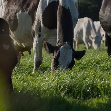 Eine Gruppe schwarzer und weißer Kühe grasen auf saftig grünem Gras auf einer sonnenbeschienenen Weide, wobei einige Kühe der Kamera zugewandt sind und andere sich im Hintergrund befinden.