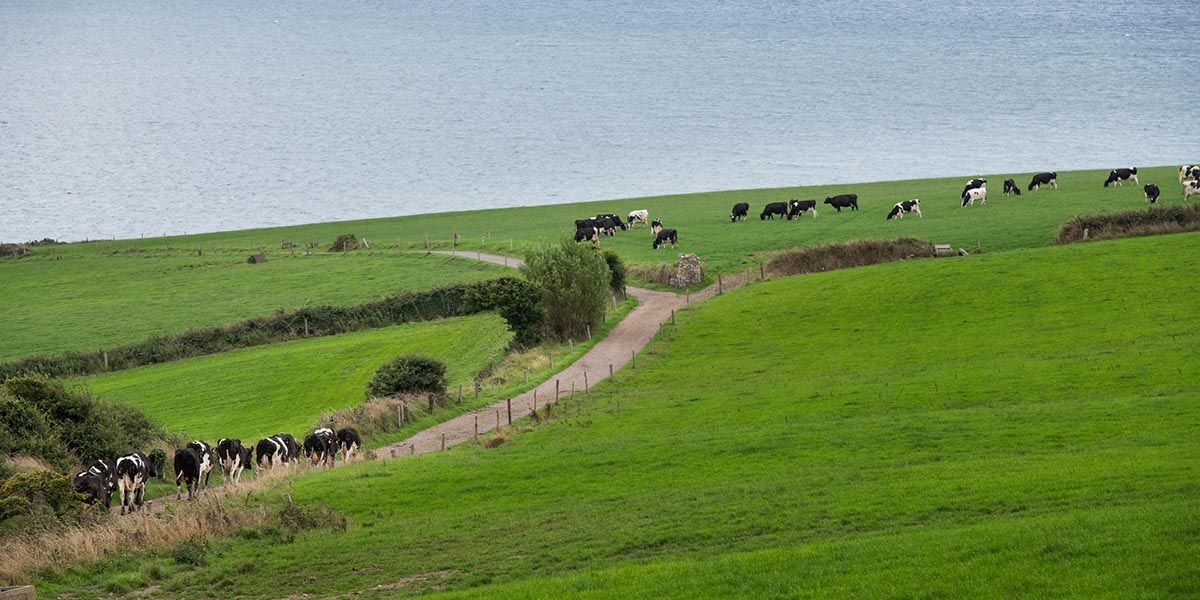 Eine Herde schwarzer und weißer Kühe weidet auf einer grünen Wiese in der Nähe eines gewundenen Feldwegs, mit einem großen Gewässer im Hintergrund unter einem bedeckten Himmel.