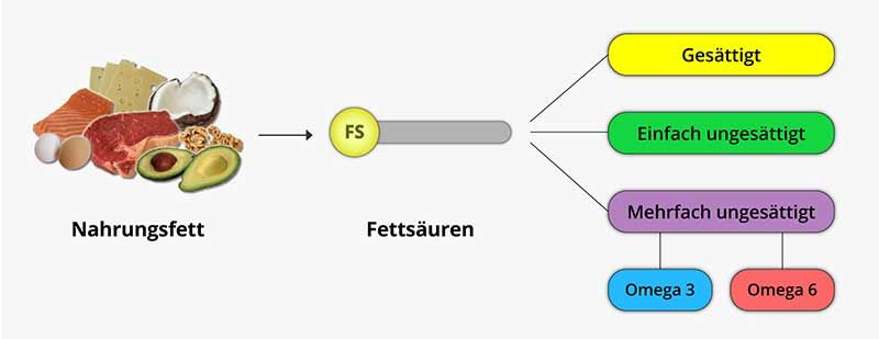 Übersicht Fettsäuren