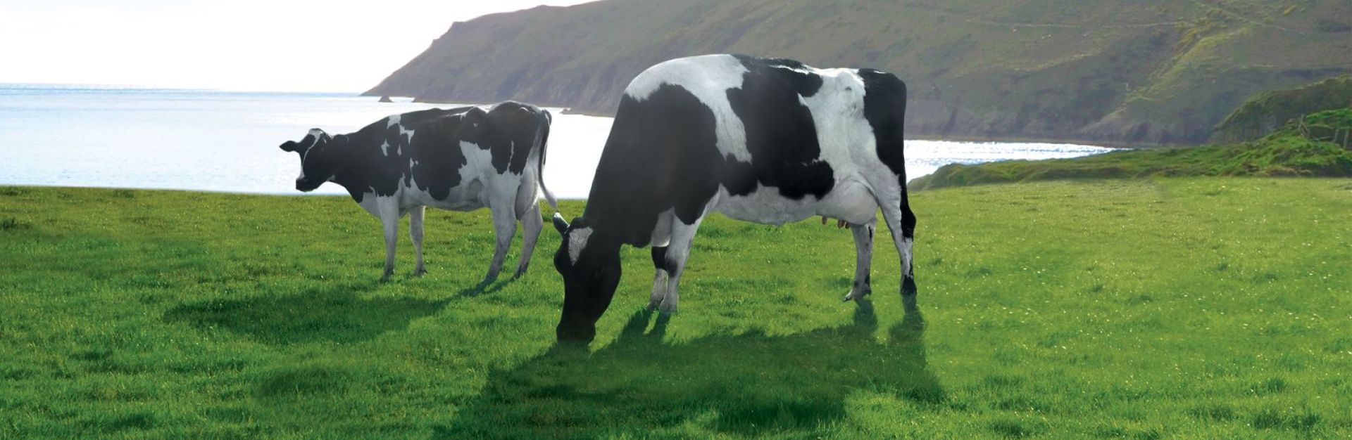 Zwei schwarz-weiße Kühe grasen auf einer grünen Wiese in Küstennähe. Im Hintergrund sind unter einem hellen Himmel Hügel und das Meer zu sehen.